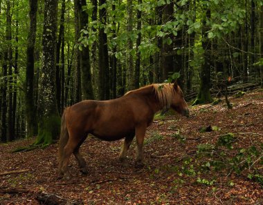 Dağlarda kahverengi at