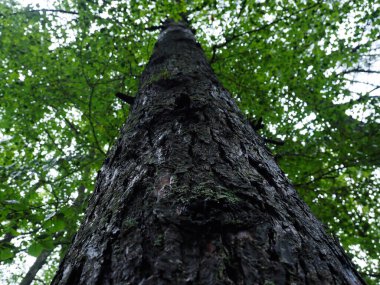 Botton 'dan bir ağaç manzarası