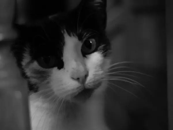 Černobílý Portrét Skvrnité Kočky — Stock fotografie