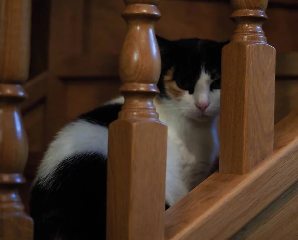 Katze Setzt Sich Auf Holztreppe — Stockfoto