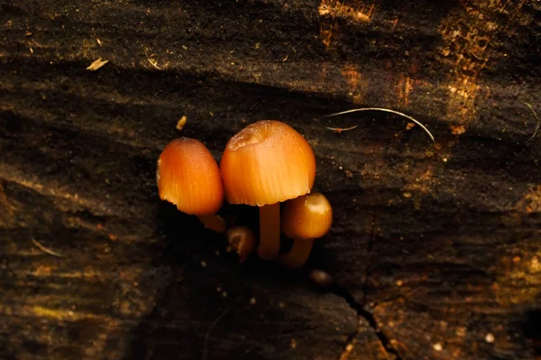 Cogumelos Selvagens Uma Árvore — Fotografia de Stock