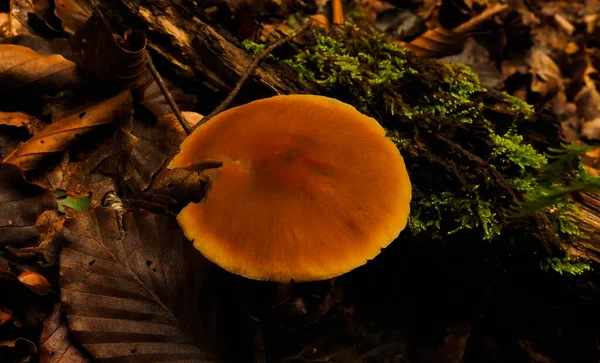 Cogumelos Selvagens Nas Montanhas — Fotografia de Stock