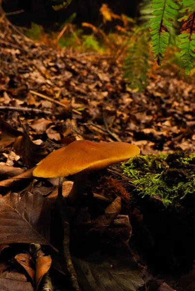 Cogumelos Selvagens Nas Montanhas — Fotografia de Stock