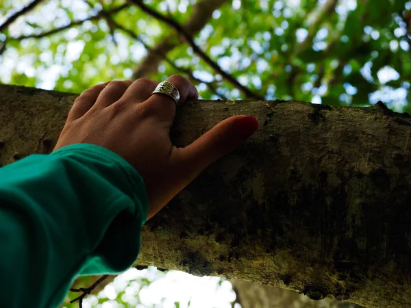 Hand Van Een Vrouw Die Een Boom Het Bos Aanraakt — Stockfoto