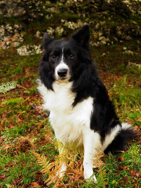 Border Collie Kutya Hegyekben — Stock Fotó