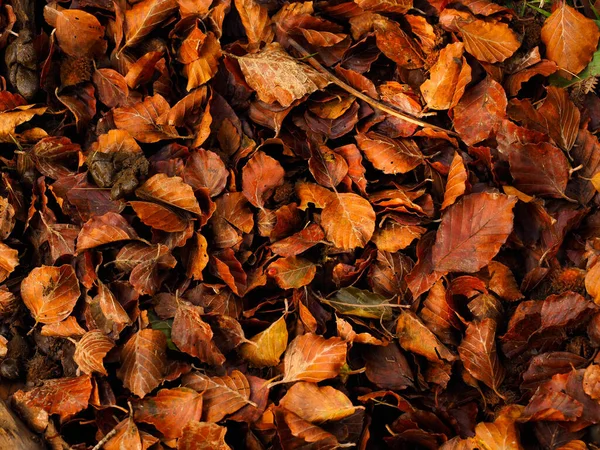 Ormandaki bir yaprağın dokusu