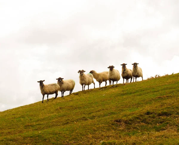 Jakieś Owce Górach — Zdjęcie stockowe