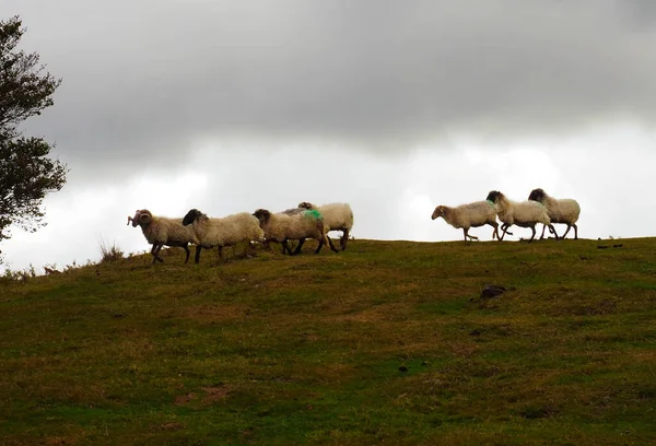 Jakieś Owce Górach — Zdjęcie stockowe