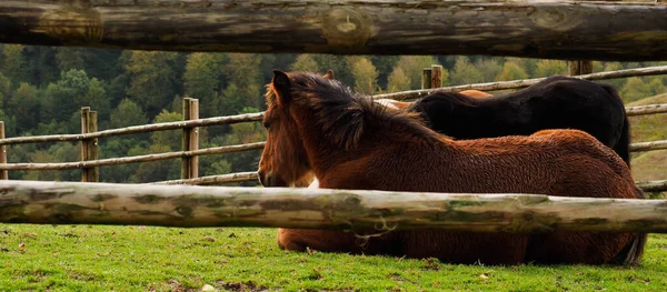 Cavalo Castanho Nas Montanhas — Fotografia de Stock