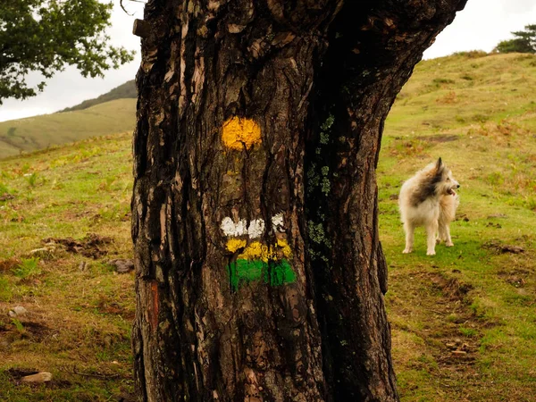 Ormandaki bir ağaçta yürüyüş işaretleri