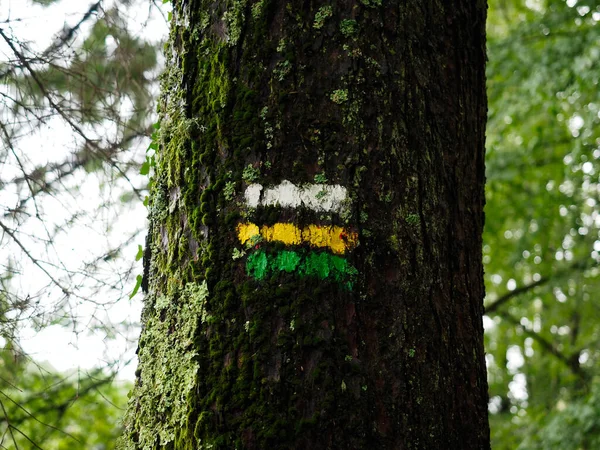 Vandringstecken Ett Träd Skogen — Stockfoto