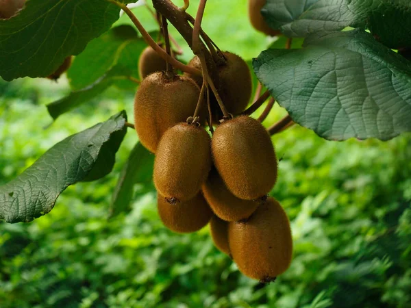 Ein Paar Frische Kiwis Garten — Stockfoto