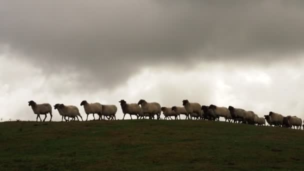 Algumas Ovelhas Nas Montanhas — Vídeo de Stock