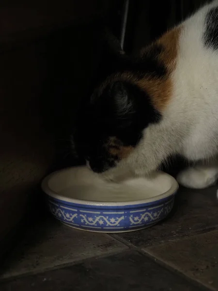 Plamisty Kot Pijący Mleko — Zdjęcie stockowe