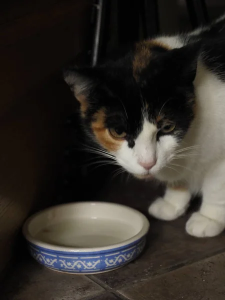 Eine Fleckkatze Trinkt Milch — Stockfoto