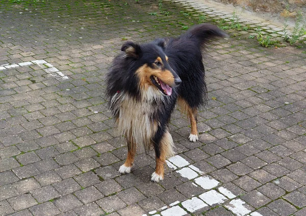 Pies Collie Spacerujący Ulicy — Zdjęcie stockowe