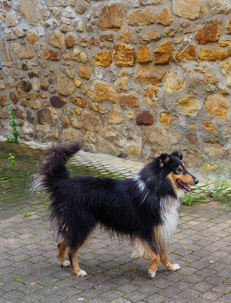 Ένα Σκυλί Κόλεϊ Περπατάει Στο Δρόμο — Φωτογραφία Αρχείου