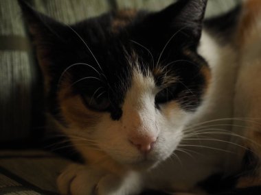 Kanepedeki benekli kedi portresi.