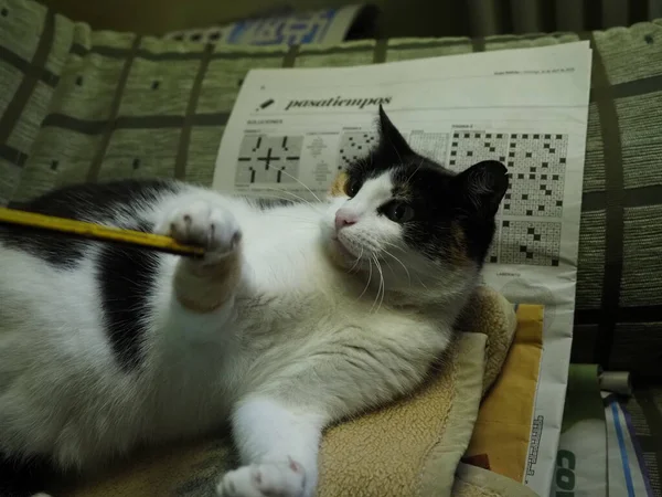 Fleckkatze Spielt Mit Bleistift — Stockfoto