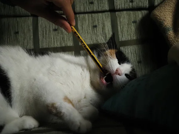 Fleckkatze Spielt Mit Bleistift — Stockfoto