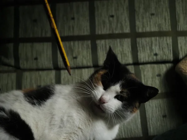 Fleckkatze Spielt Mit Bleistift — Stockfoto