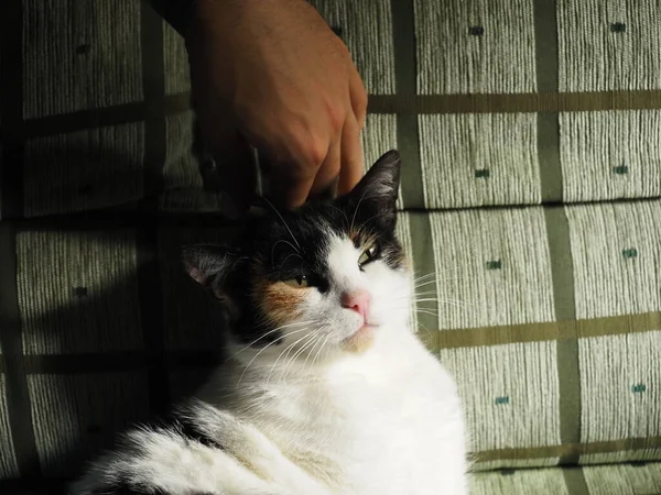 Punto Gato Sofá Con Joven Mano — Foto de Stock