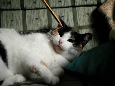 Benekli kedi kalemle oynuyor.