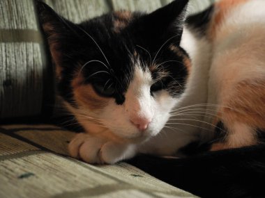 Kanepedeki benekli kedi portresi.