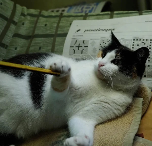 Fleckkatze Spielt Mit Bleistift — Stockfoto