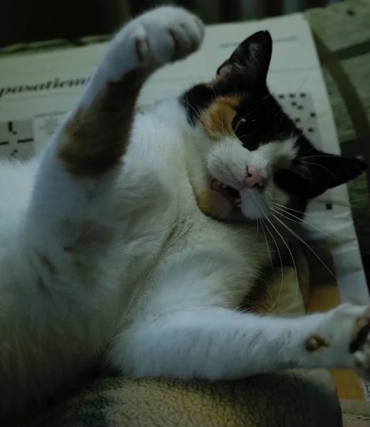 Пятнистая Кошка Играющая Карандашом — стоковое фото