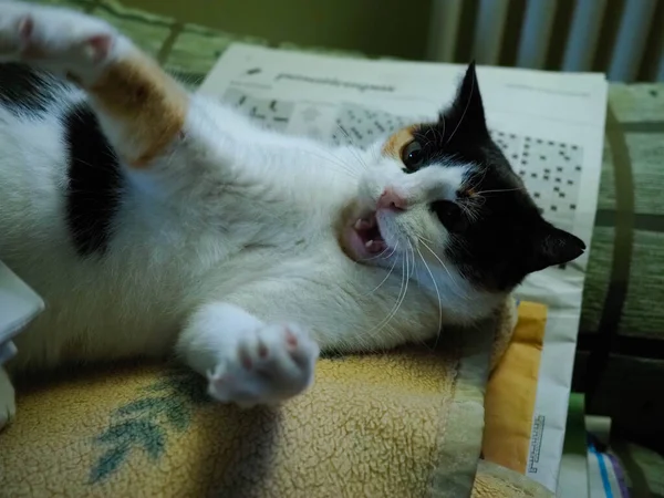 Fleckkatze Spielt Mit Bleistift — Stockfoto