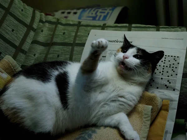 Spot Cat Bawi Się Ołówkiem — Zdjęcie stockowe