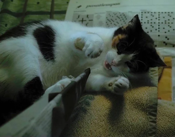 Spot Cat Playing Pencil — Stock Photo, Image