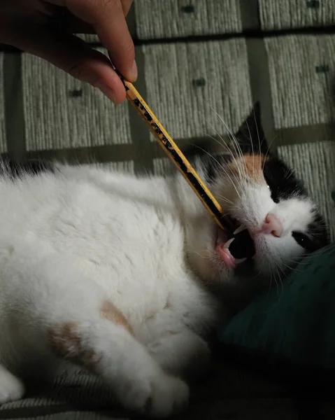 Spot Γάτα Παίζει Ένα Μολύβι — Φωτογραφία Αρχείου