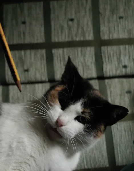 Пятнистая Кошка Играющая Карандашом — стоковое фото