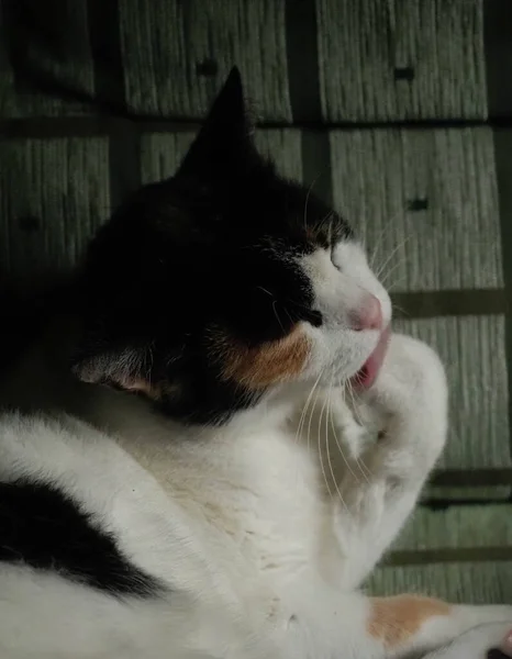 Πορτραίτο Μιας Σποτ Γάτας Καναπέ — Φωτογραφία Αρχείου