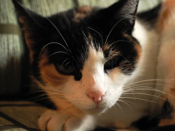 Porträt Einer Fleckkatze Auf Einem Sofa — Stockfoto