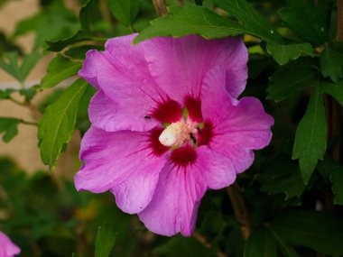 Yeşil arka planda pembe çiçek