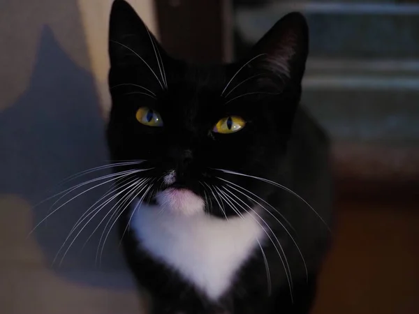 Porträt Einer Schwarzen Katze Mit Weißem Schnurrbart — Stockfoto