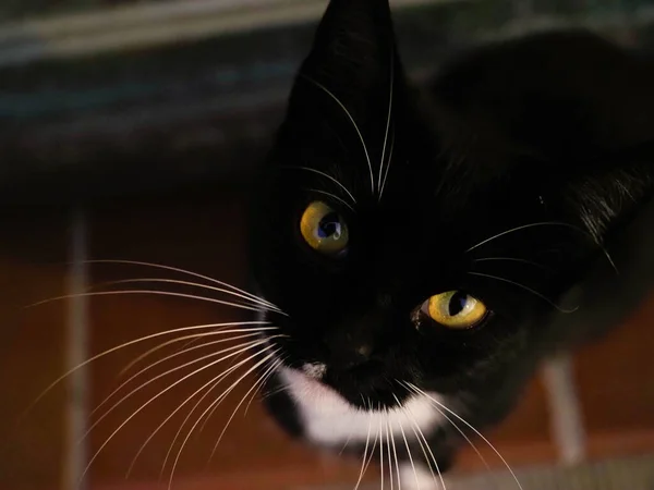 Porträt Einer Schwarzen Katze Mit Weißem Schnurrbart — Stockfoto