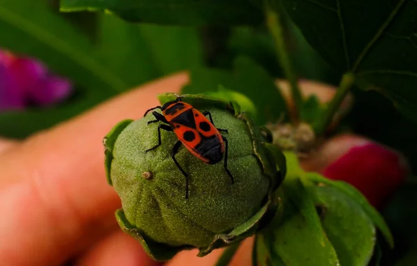 Mão Uma Mulher Segurando Uma Planta Com Inseto — Fotografia de Stock