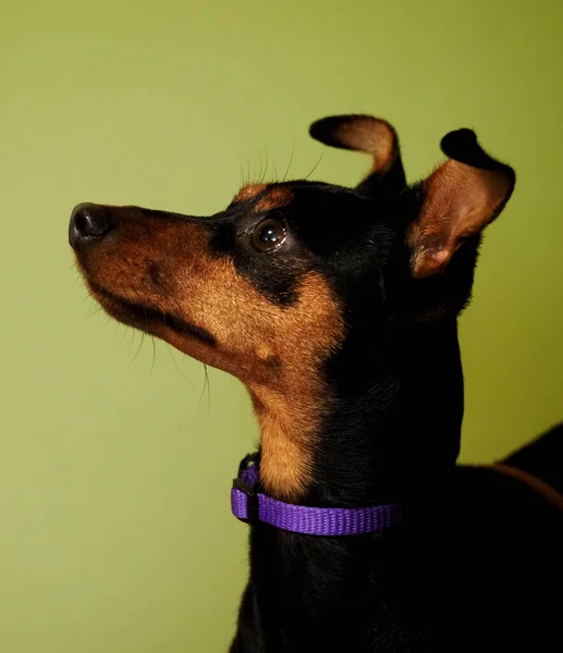 Πορτρέτο Ενός Μικρού Pinscher — Φωτογραφία Αρχείου