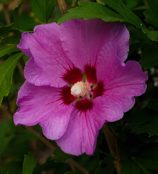 绿色背景下的粉红色花朵 — 图库照片