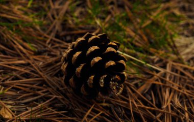Dağ zemininde izole edilmiş kozalak.