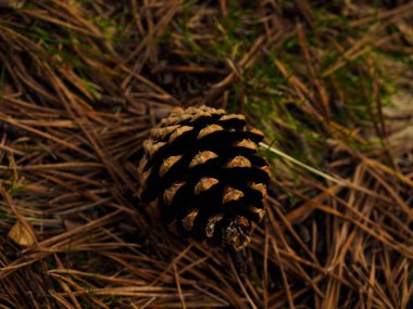 Dağ zemininde izole edilmiş kozalak.