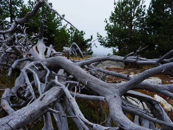 Grå Skog Som Ligger Skogen — Stockfoto