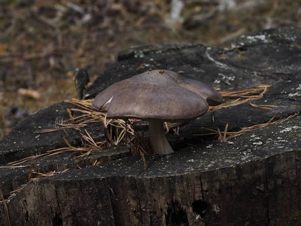 Fungo Bruno Sul Legno Montagna — Foto Stock