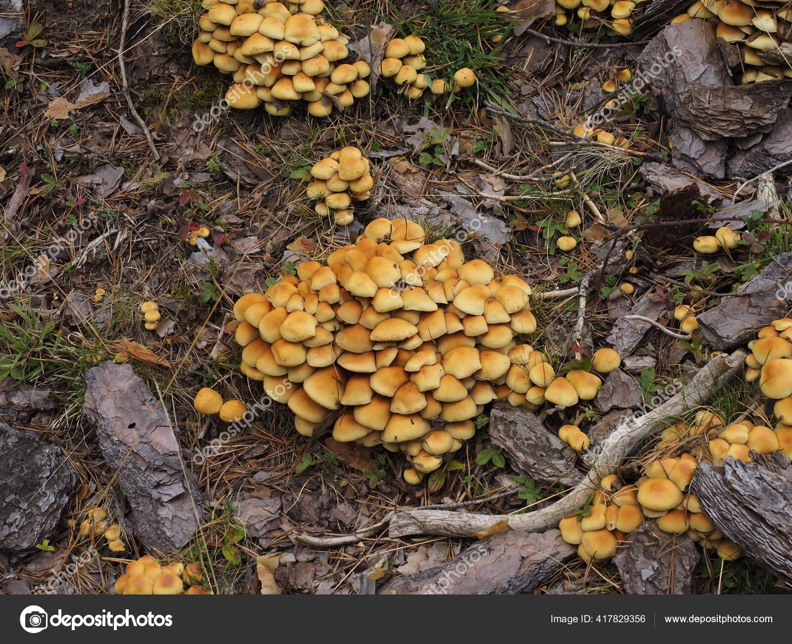 Club Fungi Stock Photos Royalty Free Images Depositphotos