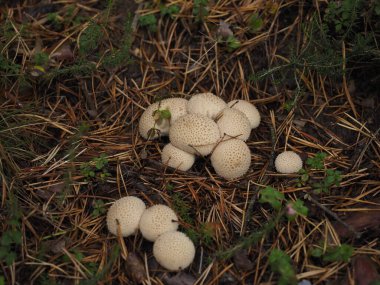 Ormanda beyaz bir mantarın portresi