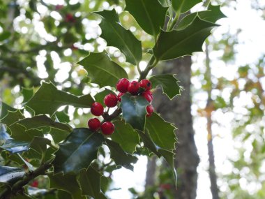 Kutsal bir bitkinin portresi